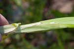 Awlfruit sedge